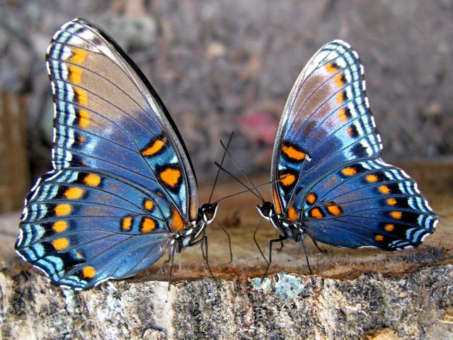 Все о бабочках в Стрежевом | ЗооТом портал о животных