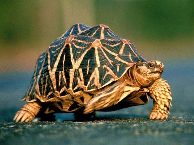 Все о черепахах в Стрежевом | ЗооТом портал о животных