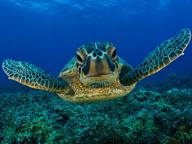 Все о черепахах в Стрежевом | ЗооТом портал о животных