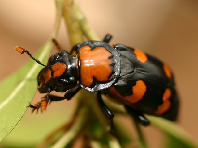 Все о жуках в Стрежевом | ЗооТом портал о животных