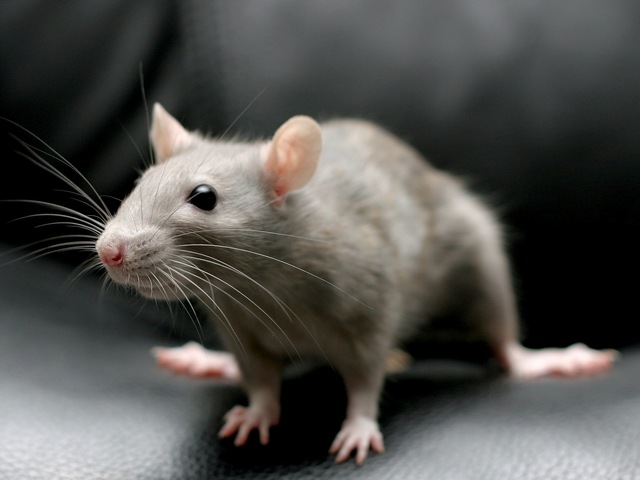 Все о крысах в Стрежевом | ЗооТом портал о животных