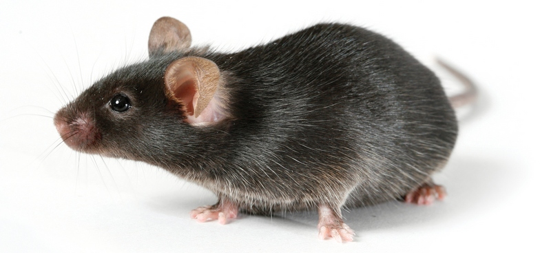 Все о крысах в Стрежевом | ЗооТом портал о животных