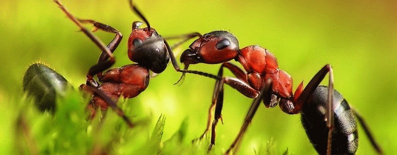 Все о муравьях в Стрежевом | ЗооТом портал о животных