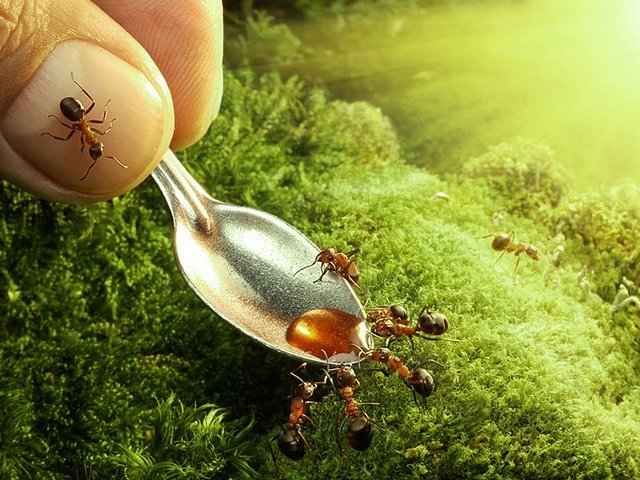 Все о муравьях в Стрежевом | ЗооТом портал о животных