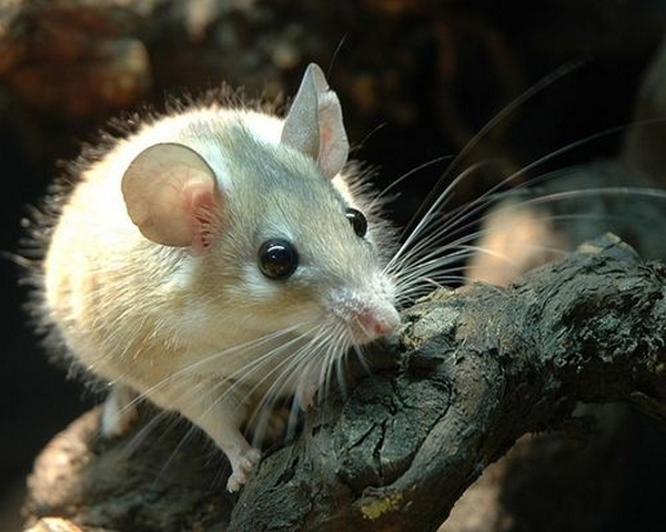 Все о мышах в Стрежевом | ЗооТом - продажа, вязка и услуги для животных в Стрежевом