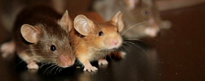 Все о мышах в Стрежевом | ЗооТом - продажа, вязка и услуги для животных в Стрежевом
