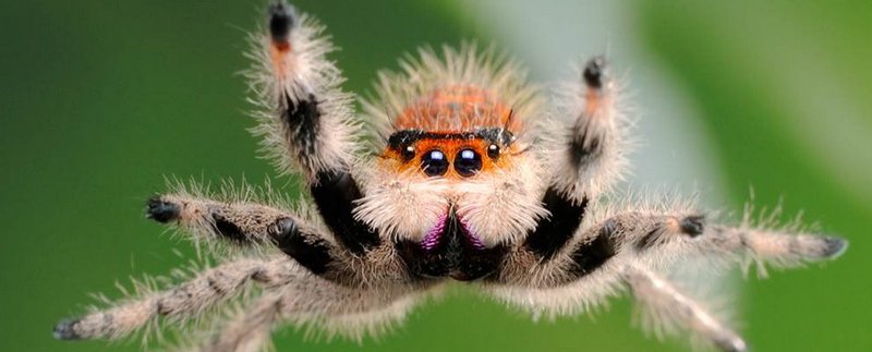 Все о пауках в Стрежевом | ЗооТом портал о животных