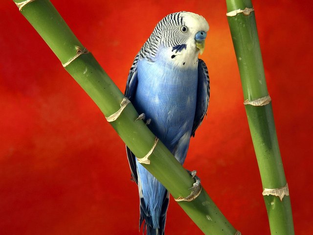 Все о попугаях в Стрежевом | ЗооТом портал о животных