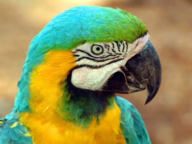Все о попугаях в Стрежевом | ЗооТом портал о животных