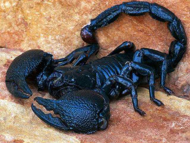 Все о скорпионах в Стрежевом | ЗооТом портал о животных