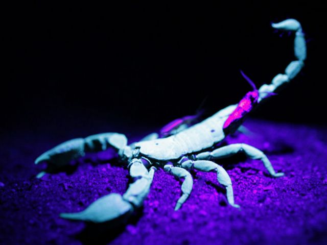 Все о скорпионах в Стрежевом | ЗооТом портал о животных