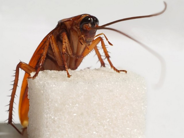Все о тараканах в Стрежевом | ЗооТом портал о животных