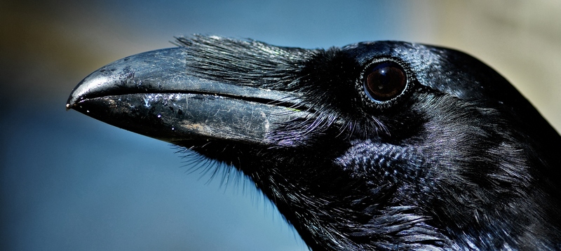 Все о воронах в Стрежевом | ЗооТом портал о животных