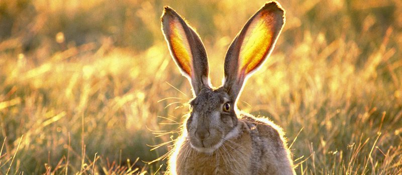 Все о зайцах | ЗооТом - продажа, вязка и услуги для животных в Стрежевом