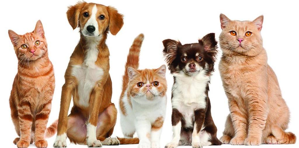 Доска объявлений о животных | ЗооТом - продажа, вязка и услуги для животных в Стрежевом