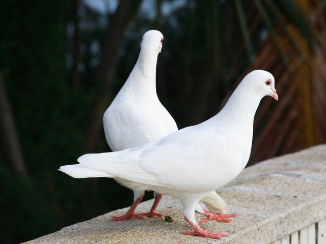 Все о голубях | ЗооТом - продажа, вязка и услуги для животных в Стрежевом