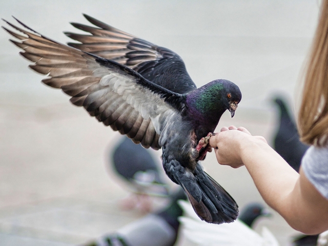 Все о голубях | ЗооТом - продажа, вязка и услуги для животных в Стрежевом