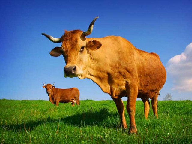 Все о коровах в Стрежевом | ЗооТом портал о животных