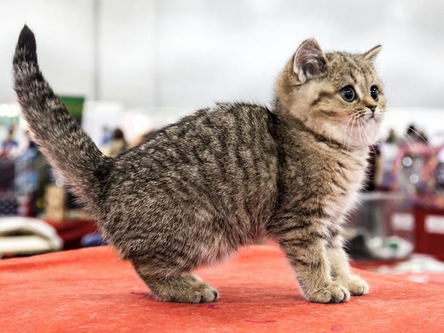 Породы кошек в Стрежевом | ЗооТом портал о животных