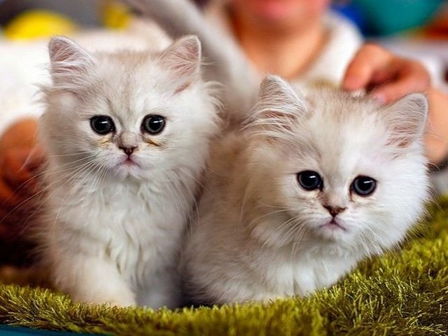 Породы кошек в Стрежевом | ЗооТом портал о животных