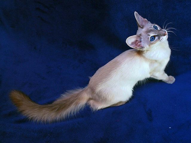 Выведенные породы кошек в Стрежевом | ЗооТом портал о животных