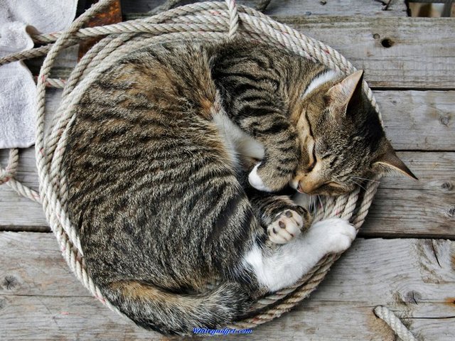 Все о кошках в Стрежевом | ЗооТом портал о животных