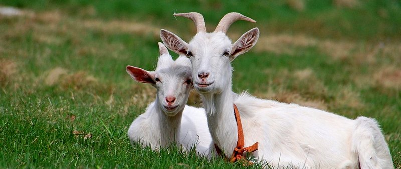 Все о козах в Стрежевом | ЗооТом портал о животных