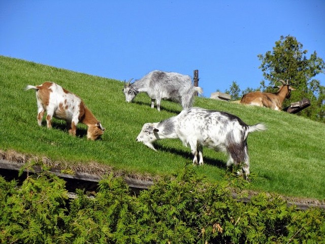 Все о козах в Стрежевом | ЗооТом портал о животных