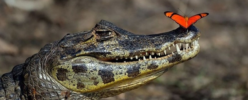 Все о крокодилах в Стрежевом | ЗооТом портал о животных