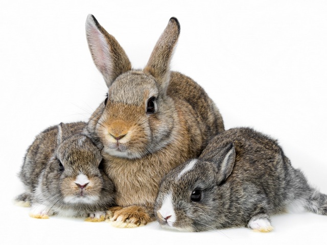 Все о кроликах в Стрежевом | ЗооТом портал о животных