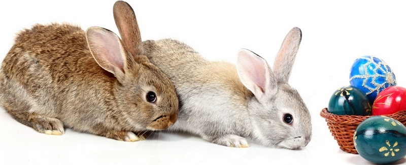 Все о кроликах в Стрежевом | ЗооТом портал о животных