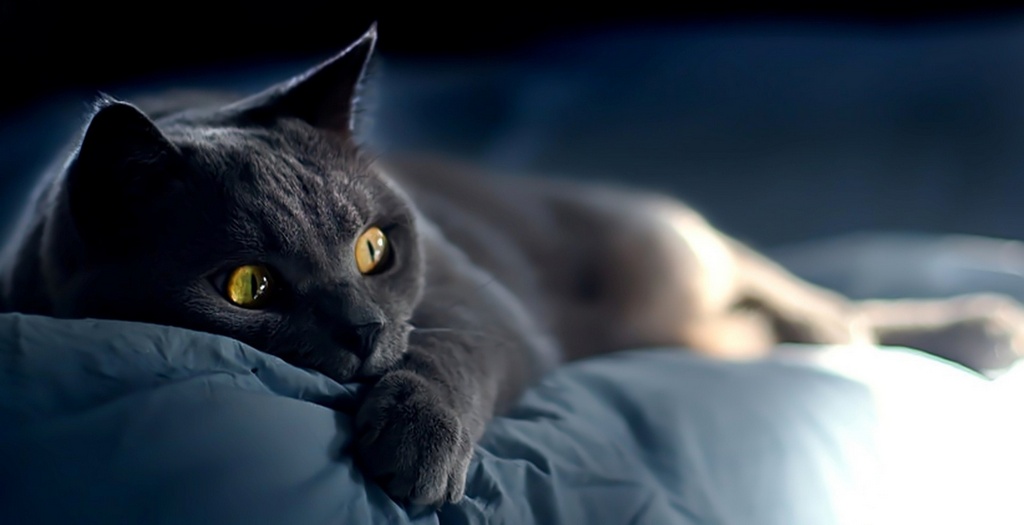 Объявления о кошках | ЗооТом - продажа, вязка и услуги для животных в Стрежевом