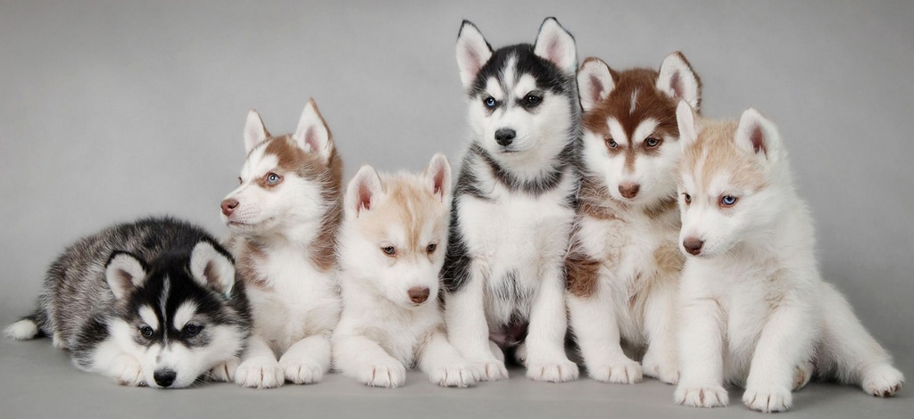 Объявления о собаках | ЗооТом - продажа, вязка и услуги для животных в Стрежевом
