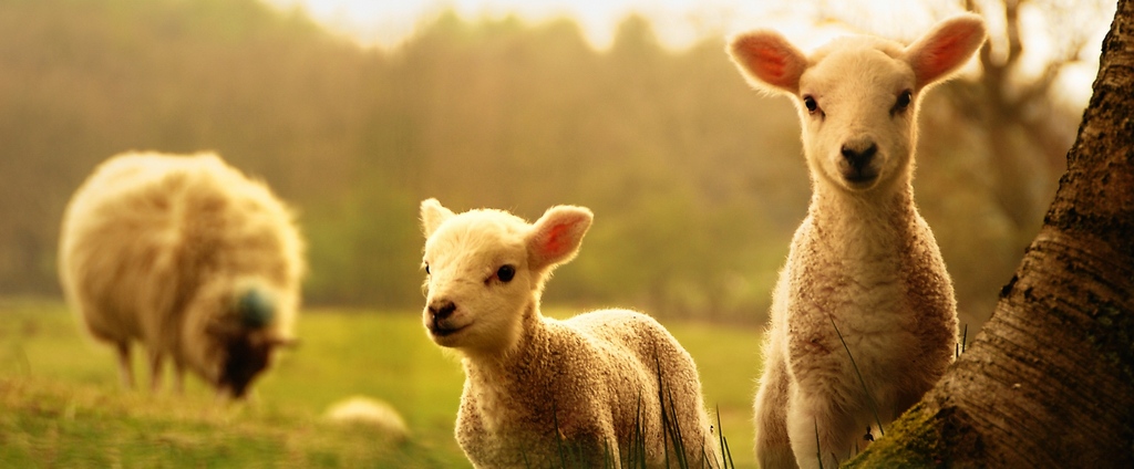 Объявления о сельскохозяйственных животных | ЗооТом - продажа, вязка и услуги для животных в Стрежевом
