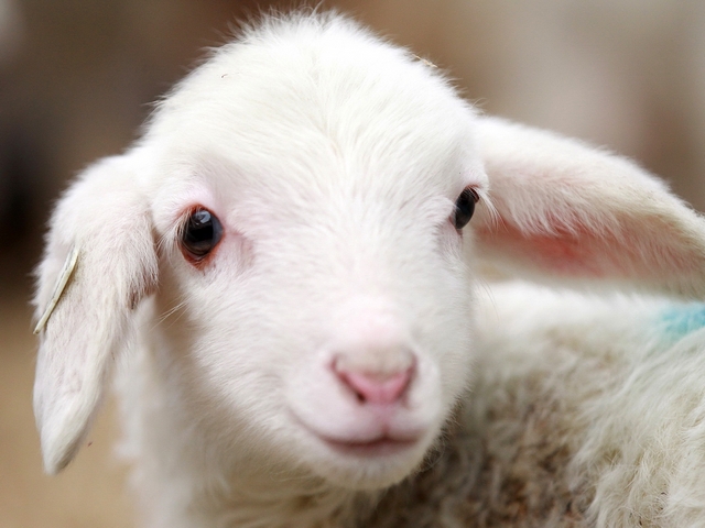 Овцы и бараны в Стрежевом | ЗооТом портал о животных