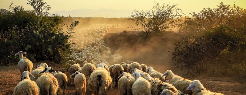 Все об овцах в Стрежевом | ЗооТом портал о животных