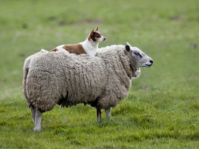 Все об овцах в Стрежевом | ЗооТом портал о животных
