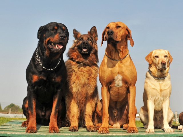 Крупные породы собак в Стрежевом | ЗооТом портал о животных