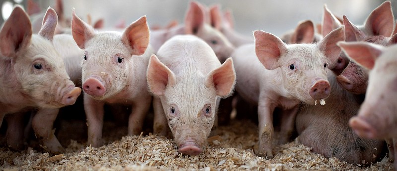 Все о свиньях в Стрежевом | ЗооТом портал о животных