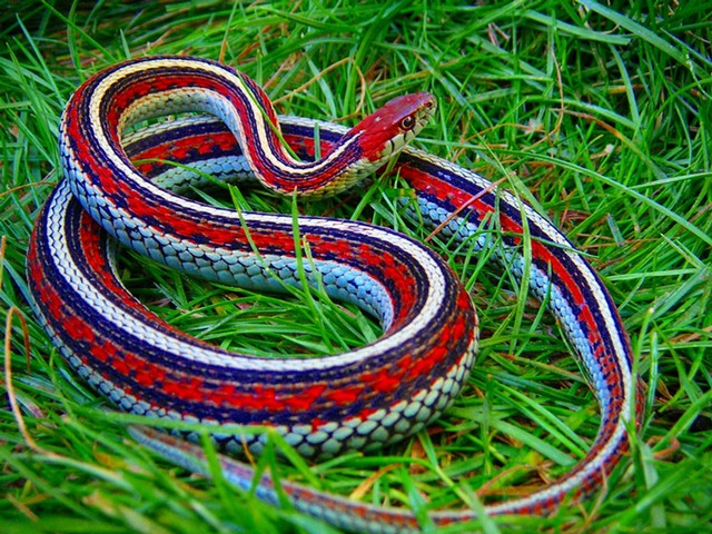 Все о змеях в Стрежевом | ЗооТом портал о животных